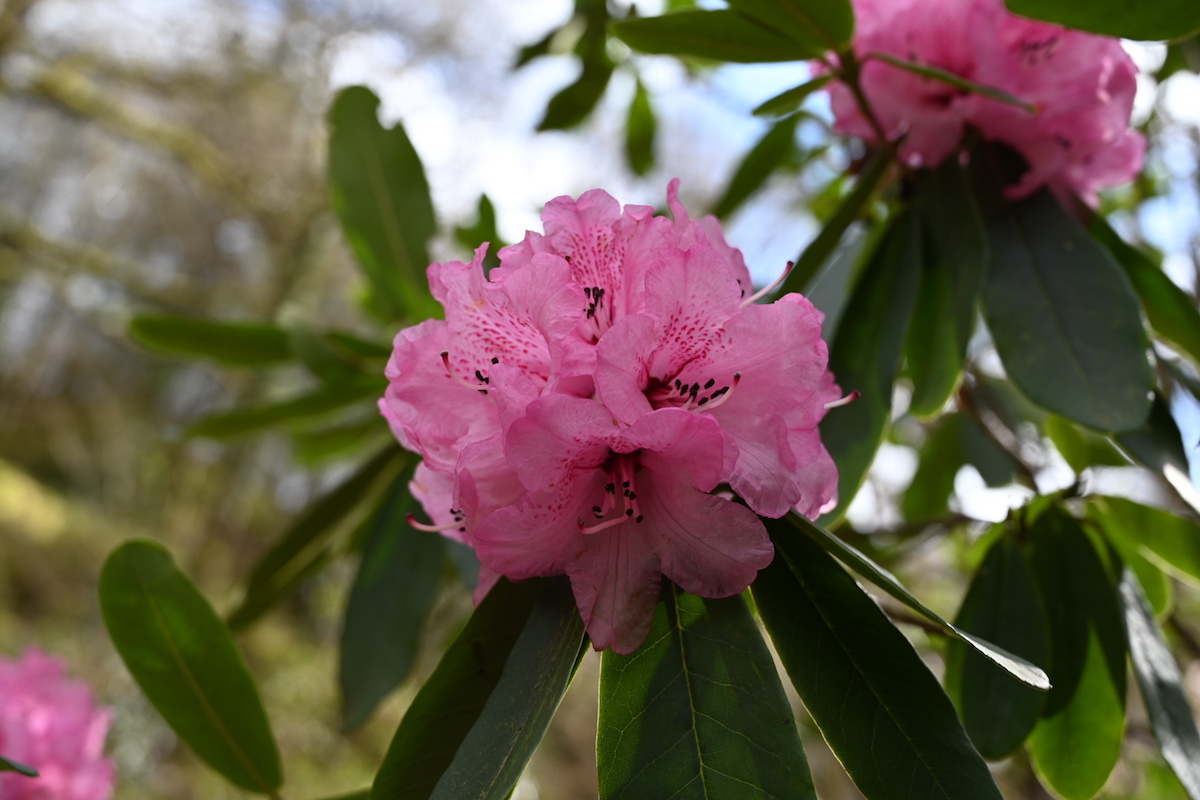 R. faucium